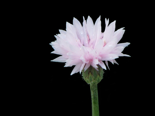 429852 (a): :1600x1200